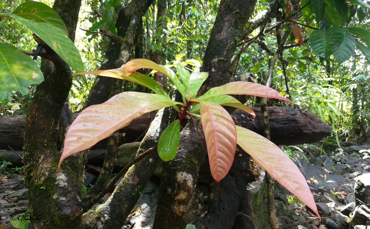 Barringtonia racemosa (L.) Spreng.